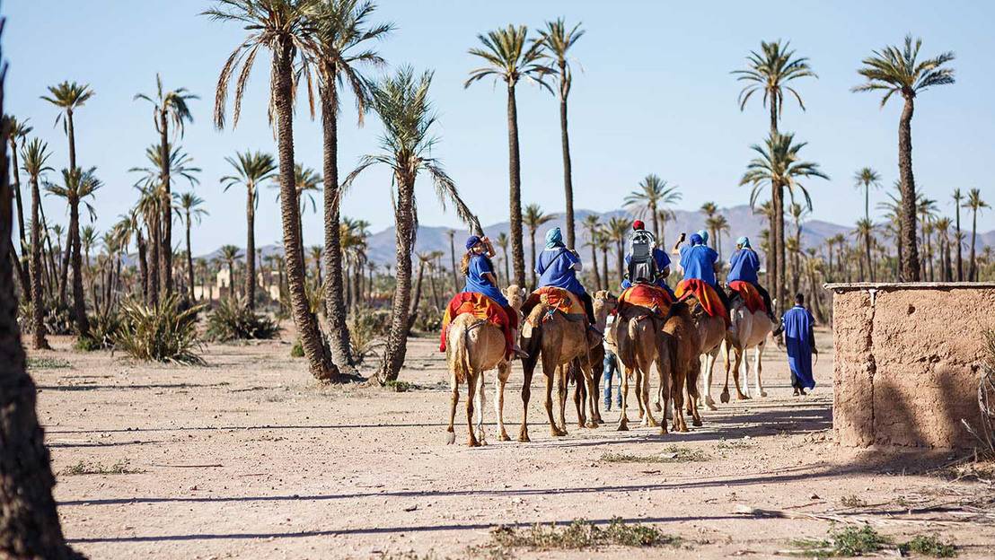 Marrakech Camel Ride In The Palm Grouve