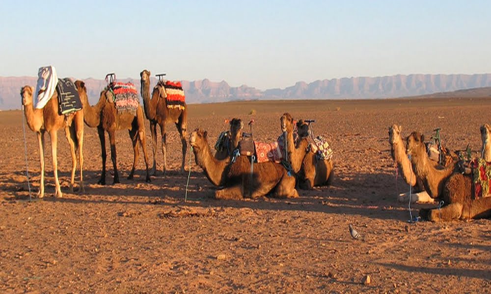 Morocco Family Holiday Marrakech Agdaz Tafraout Essaouira